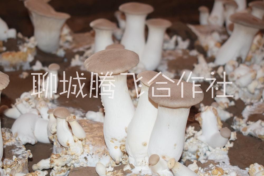 聊城杏鮑菇批發(fā)、價格、采摘、供貨商【聊城江北水城旅游度假區(qū)騰飛蔬菜種植合作社】