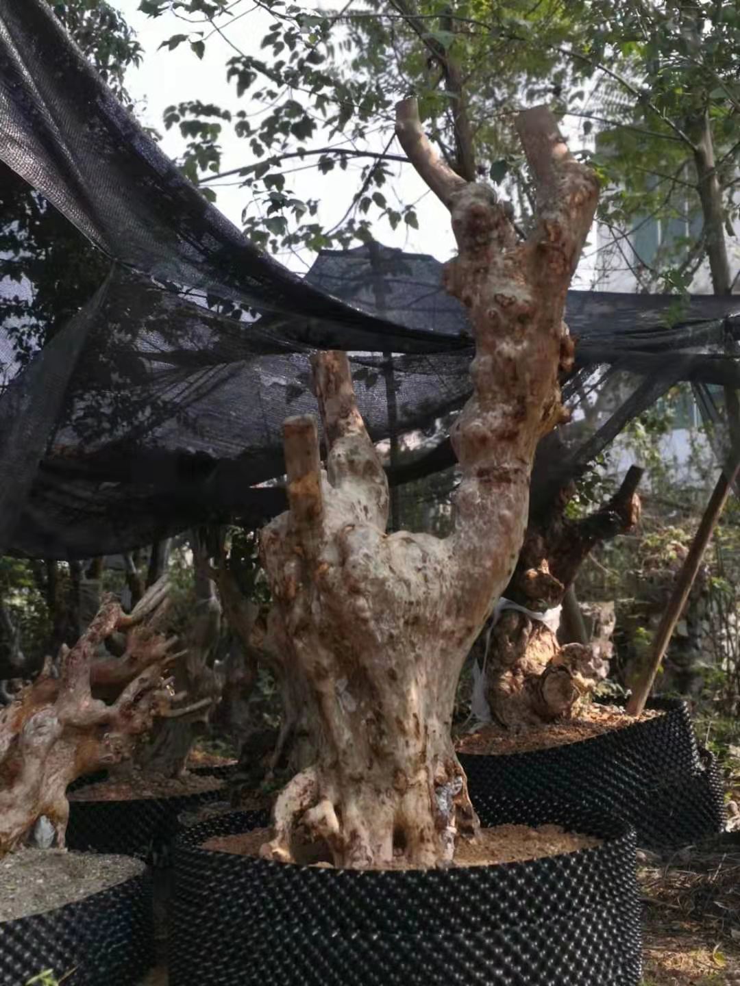 柳州市紫薇樁價格 紫紅樁頭培植基地 紫薇老樁價格哪里便宜