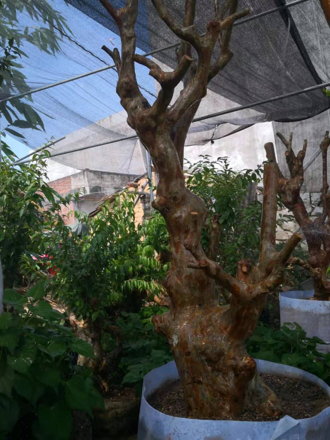 柳州市紫薇樁頭盆景價格 專業(yè)種植紫薇樁頭 紫薇老樁價格