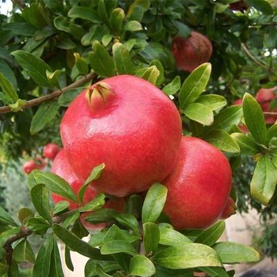 泰安市優(yōu)質(zhì)大紅袍石榴苗出售-批發(fā)-基地-供應(yīng)商-價格