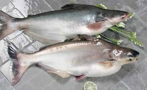 【*益品種】巴沙魚苗批發(fā) 卡巴沙魚苗 淡水養(yǎng)殖多利魚魚苗批發(fā) 巴沙魚魚苗