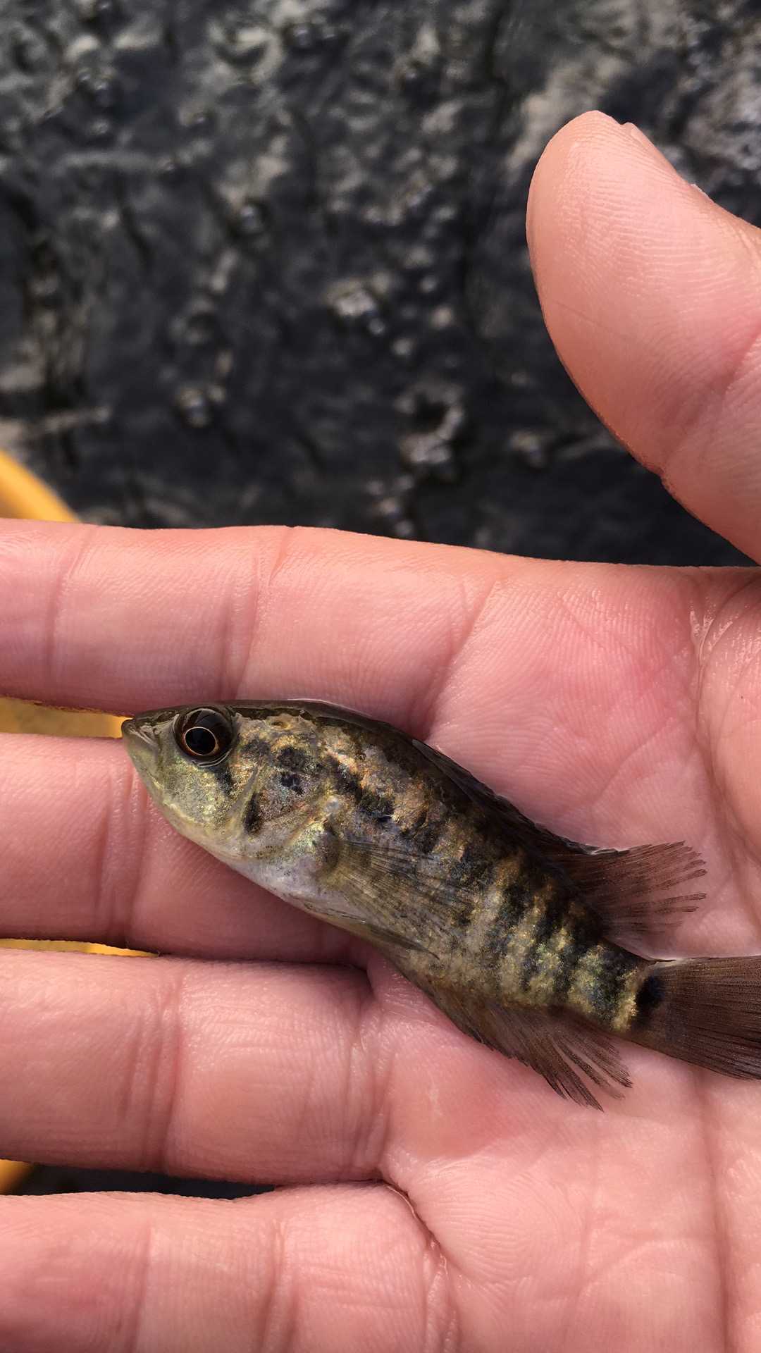【名優(yōu)品種】淡水石斑魚苗 花老虎 石斑魚苗批發(fā) 養(yǎng)殖場* 淡水石斑魚魚苗