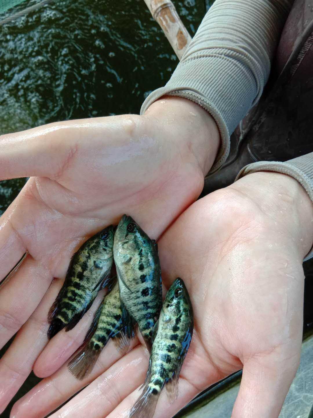 【名優(yōu)品種】淡水石斑魚苗 花老虎 石斑魚苗批發(fā) 養(yǎng)殖場* 淡水石斑魚魚苗