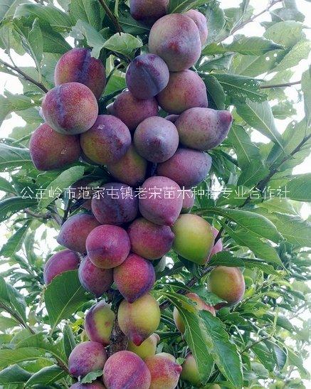 吉林出售吉?jiǎng)倮钭用?果樹苗 貝達(dá)苗 占地苗 藥材苗