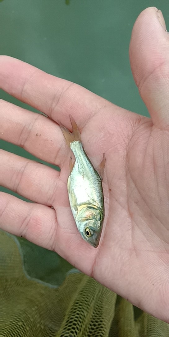 【場地*】優(yōu)質(zhì)花鰱魚苗 大頭魚魚苗批發(fā) 胖頭魚 雄魚 鳙魚魚苗 花鰱魚魚苗