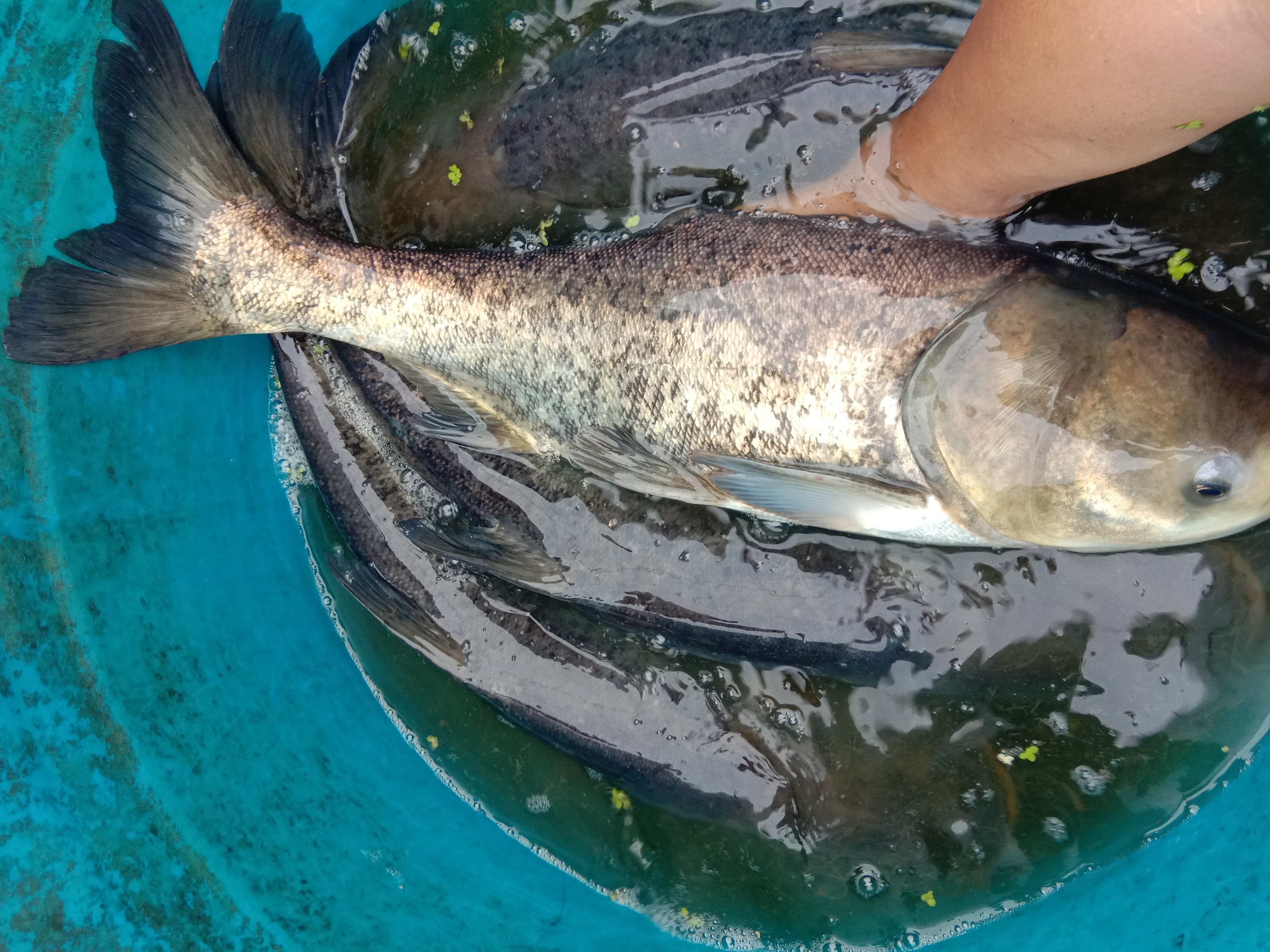 【場地*】優(yōu)質(zhì)花鰱魚苗 大頭魚魚苗批發(fā) 胖頭魚 雄魚 鳙魚魚苗 花鰱魚魚苗