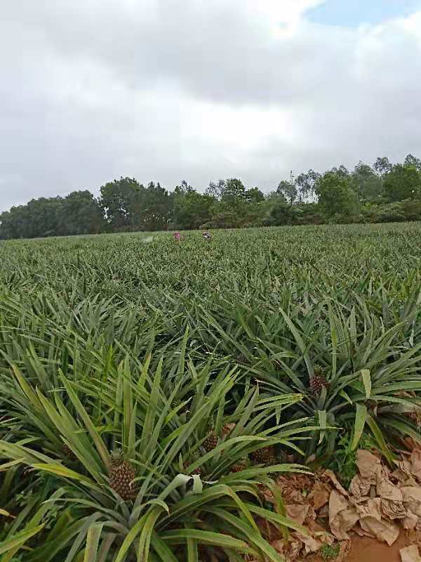 廣西玉林金鉆鳳梨苗基地_廣西玉林金鉆鳳梨苗批發(fā)_廣西金鉆鳳梨苗價(jià)格-種植批發(fā)【廣西容縣天香果苗場(chǎng)】