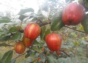 早酥紅梨苗奧紅一號紅梨梨樹苗基地臨沂梨苗