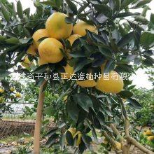 甜葡萄柚子苗基地直銷