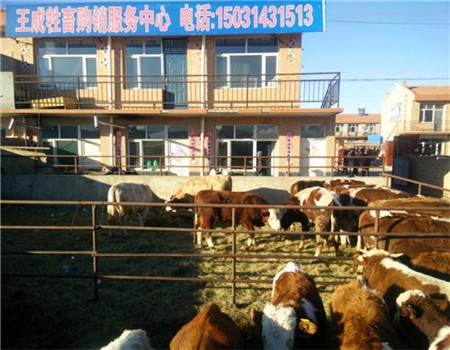 西門塔爾牛犢價格物美價廉 河北肉牛市場價格低