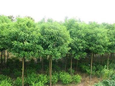 江蘇無(wú)錫市香樟樹價(jià)格 綠化樹苗批發(fā) 種植園林苗木基地
