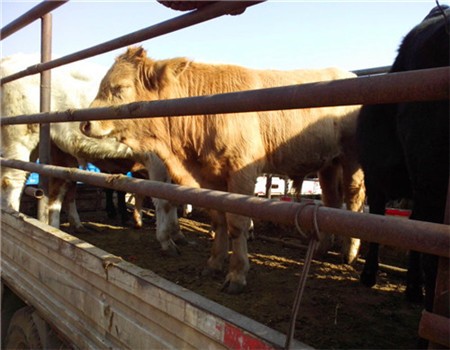西門塔爾牛犢多少錢一頭哪兒賣西門塔爾肉牛犢養(yǎng)牛 西門塔爾肉牛犢子 頭方體正的西門塔爾肉牛犢子