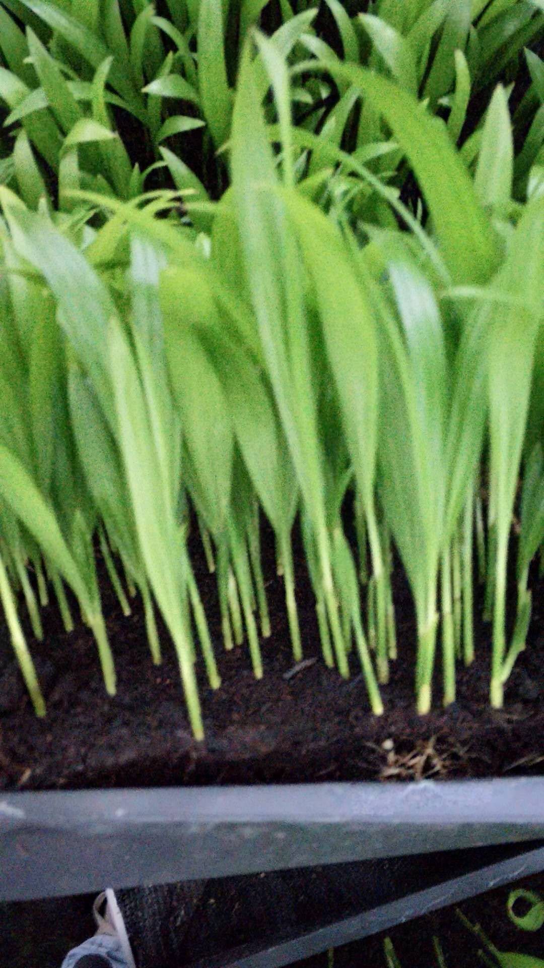 佛山市散尾葵觀葉植物盆栽批發(fā)-基地-供應(yīng)商-直銷