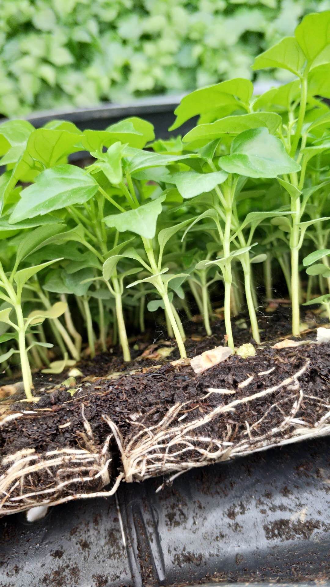 佛山市小富貴幸福樹(shù)盆栽觀葉植物-批發(fā)-供應(yīng)商-報(bào)價(jià)   小富貴 盆栽觀葉植物 基地直銷