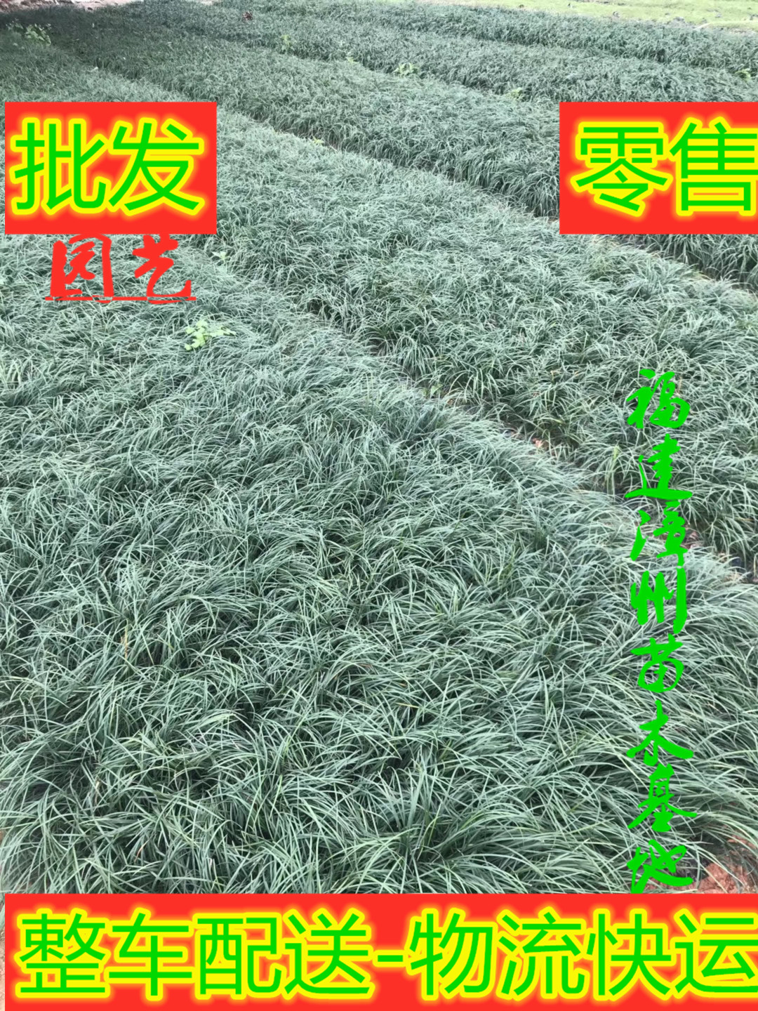 福建麥冬草基地%漳州麥冬草批發(fā)*麥冬草價格【漳浦縣閩成園藝場】