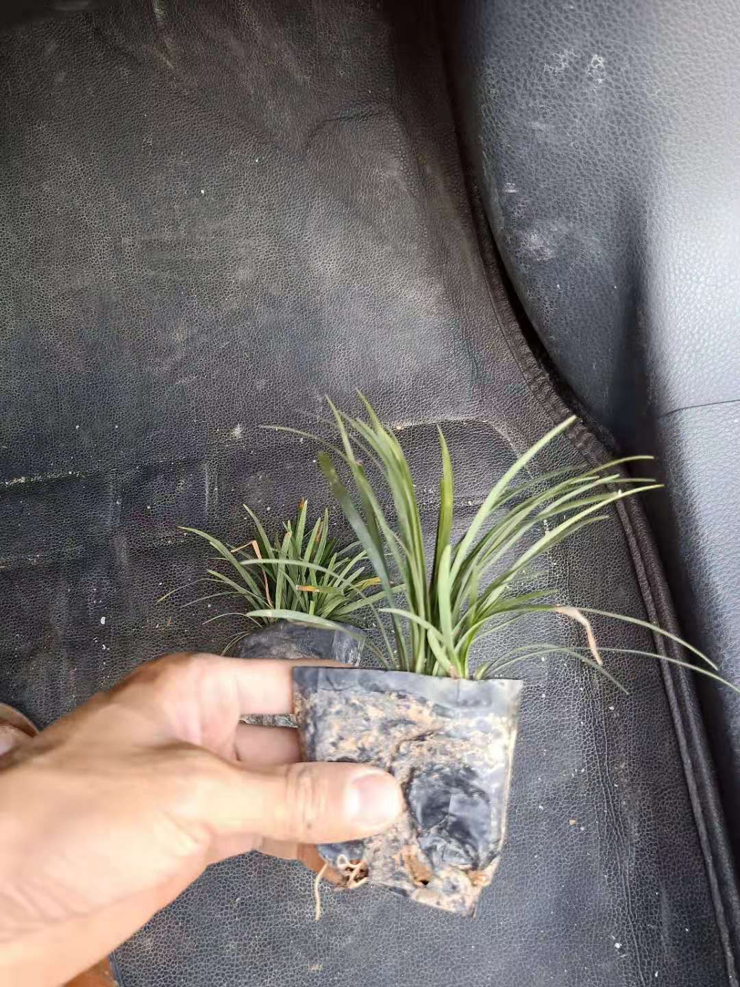 福建玉龍草基地%漳州玉龍草批發(fā)*玉龍草價格【漳浦縣閩成園藝場】