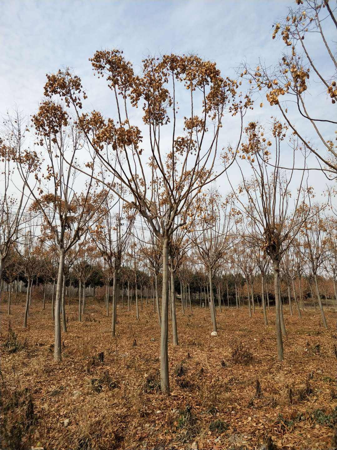河南欒華樹批發(fā)基地_直銷價(jià)格_哪家成活率高