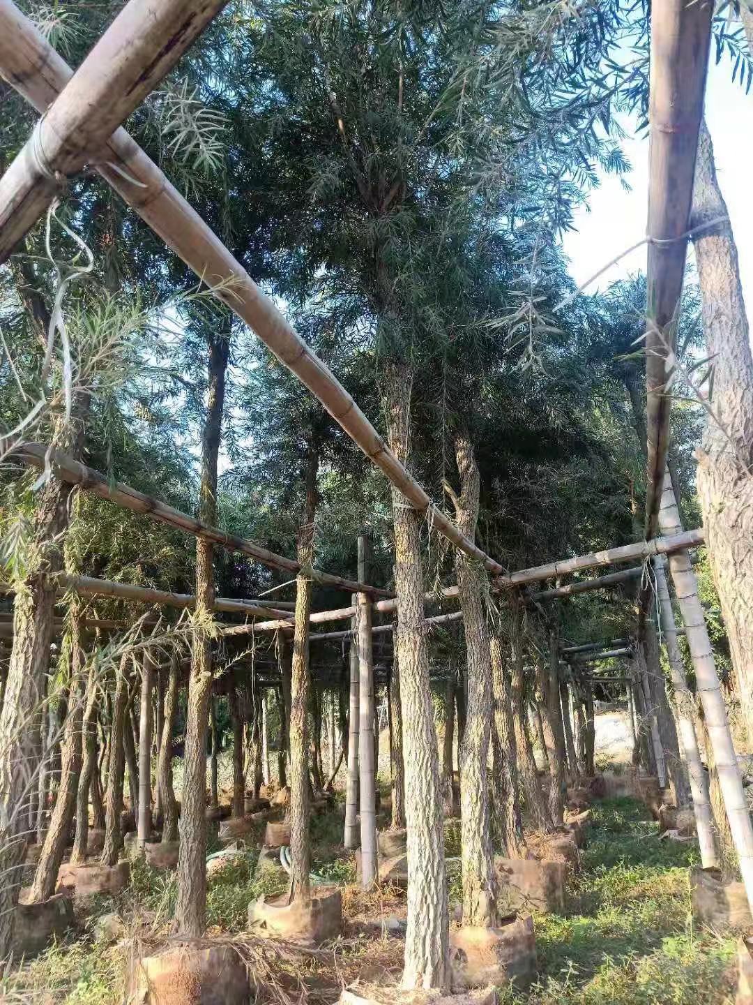 漳浦串錢柳廠家-供應(yīng)商-批發(fā)