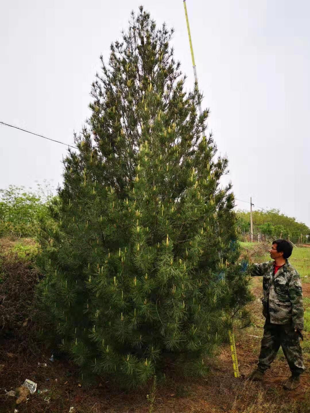 4米二級樹價格_報價_價錢【藍田縣綠林白皮松基地】