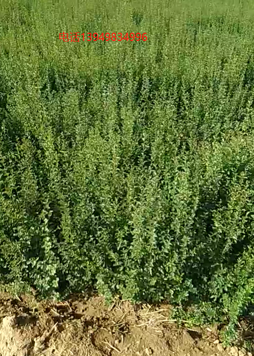 鄢陵小葉女貞基地大田地苗大量批發(fā)，一年苗30--70公分高綠化*苗