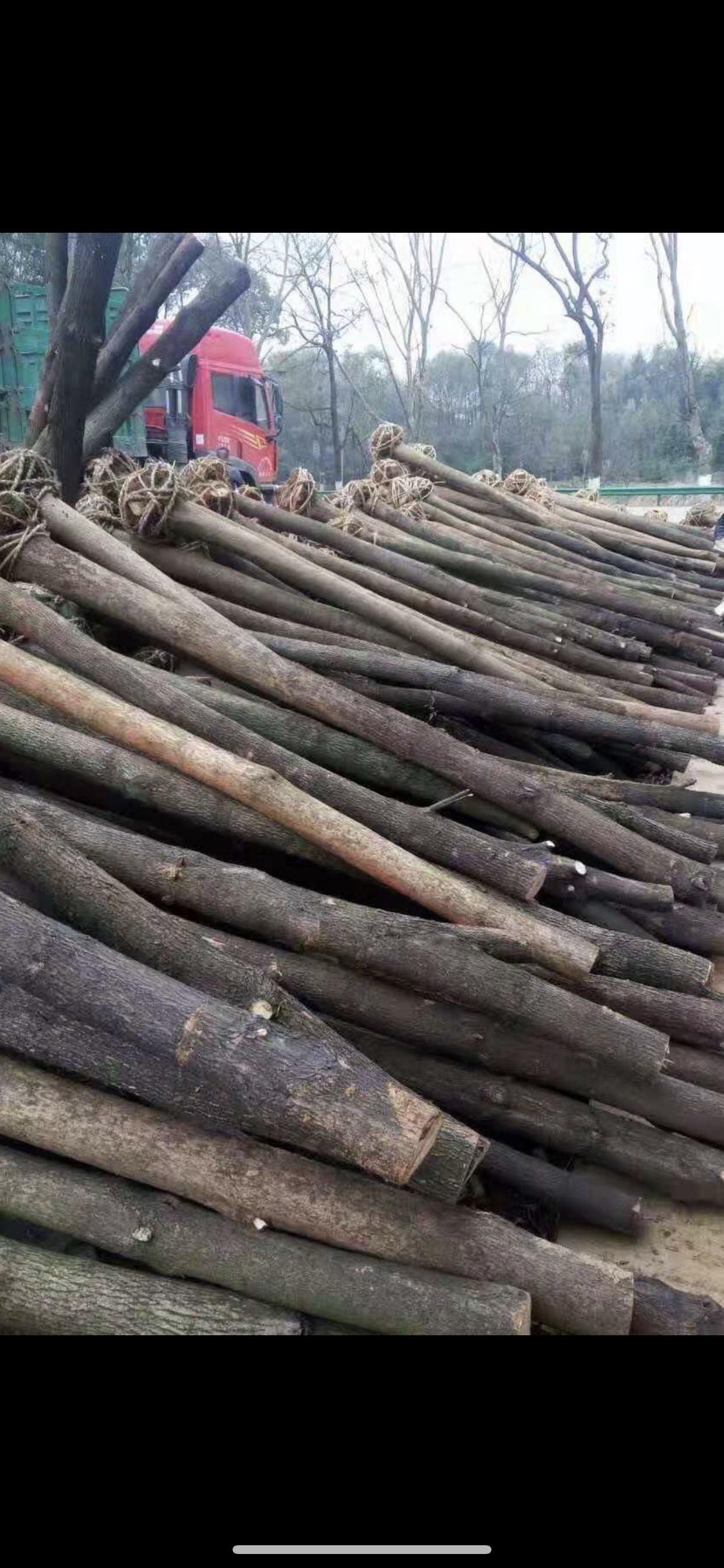 益陽(yáng)11公分全冠香樟種苗-基地-批發(fā)-供應(yīng)-直銷{益陽(yáng)市資陽(yáng)區(qū)萬(wàn)木春樹(shù)木種植基地}