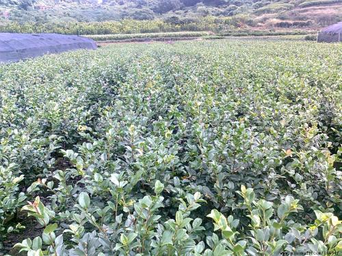 柏加鎮(zhèn)茶梅工程苗種植基地 茶梅工程苗價格 茶梅工程苗批發(fā)