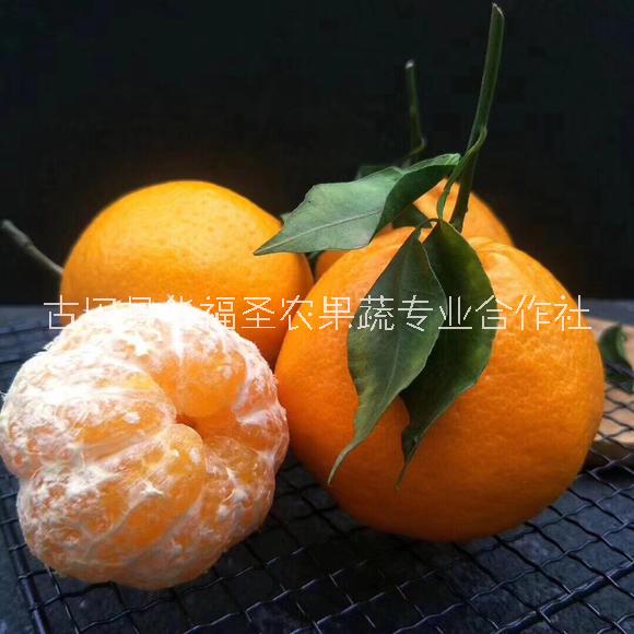 沃柑果苗供應(yīng)價(jià)格、價(jià)錢(qián)、批發(fā)【古田縣華福圣農(nóng)果蔬專(zhuān)業(yè)合作社】