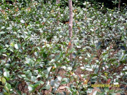 柏加鎮(zhèn)茶梅工程苗種植基地 茶梅工程苗價格 茶梅工程苗批發(fā)