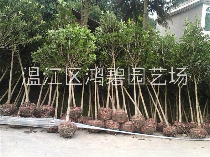高桿桂花價(jià)格、批發(fā)、基地【溫江區(qū)鴻碧園藝場(chǎng)】