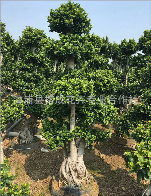 小葉榕 小葉榕臟頭 小葉榕 小葉榕樹(shù)苗 小葉榕造型盆景 小葉榕造型 小葉榕盆景
