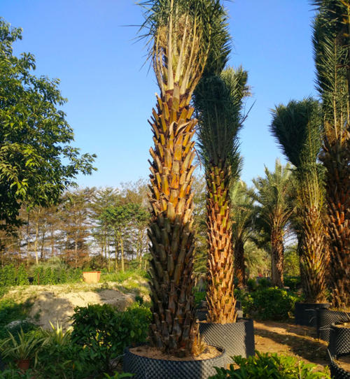 【福建漳州銀海棗地苗基地】-福建漳州銀海棗地苗價(jià)格直銷(xiāo)