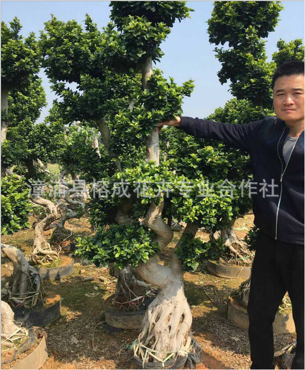 小葉榕 小葉榕臟頭 小葉榕 小葉榕樹(shù)苗 小葉榕造型盆景 小葉榕造型 小葉榕盆景