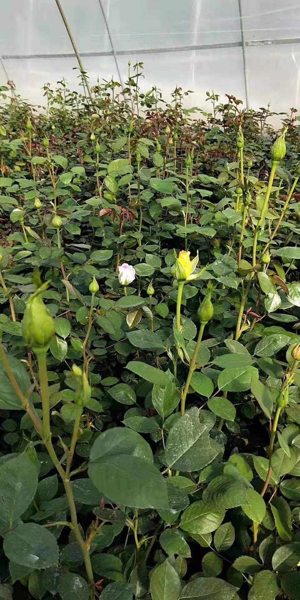 月季花批發(fā)商