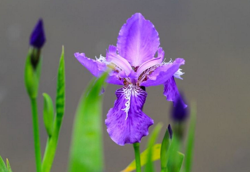 鳶尾花苗