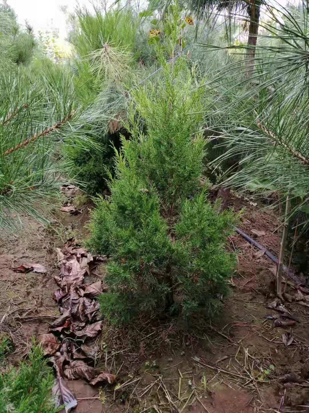 工程苗小龍柏