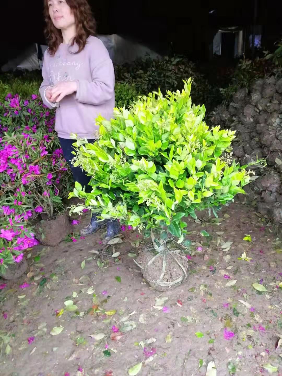 金葉女貞 金森女貞