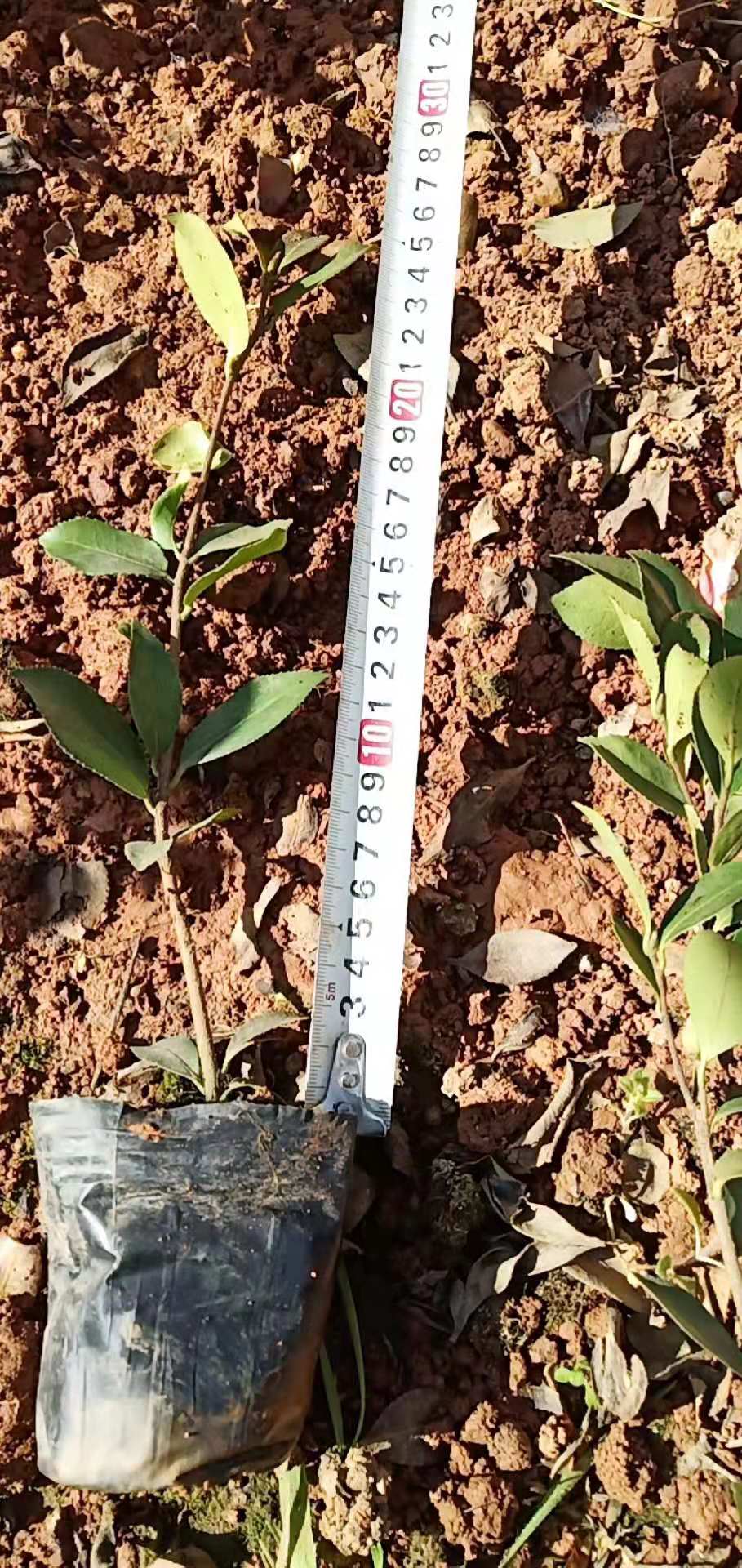 茶梅小杯苗種植基地 茶梅批發(fā)價格 茶梅基地直銷 云南茶梅基地供應(yīng)
