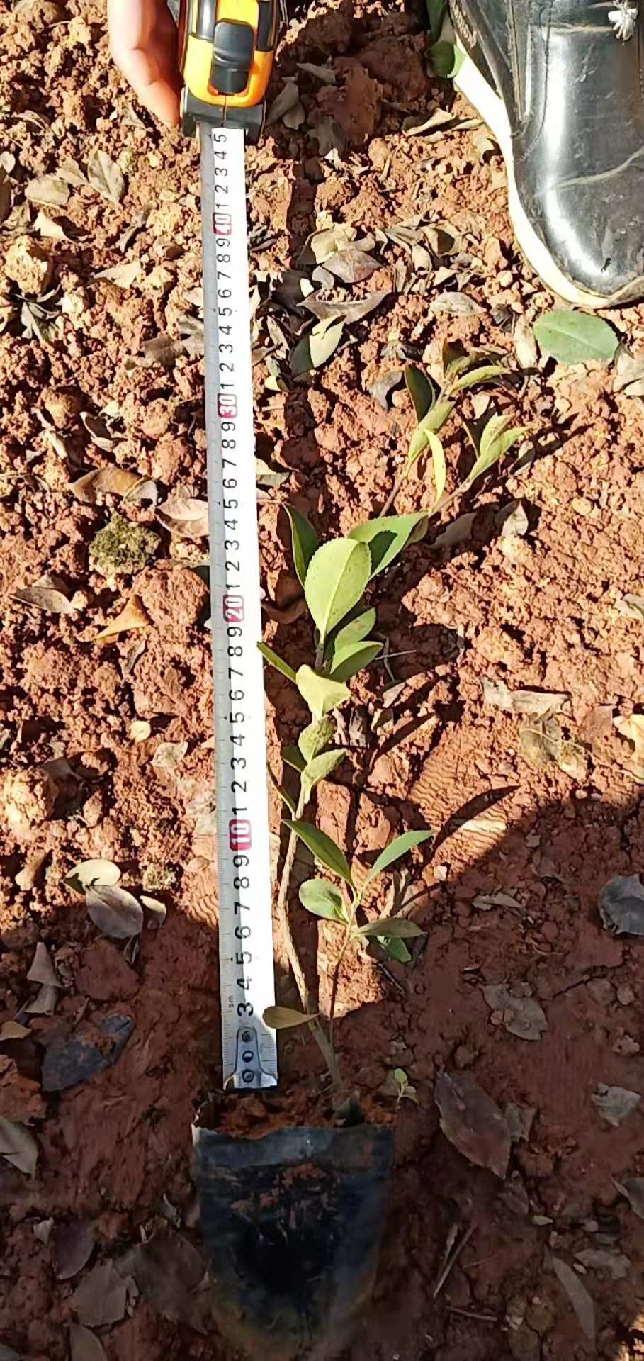 茶梅小杯苗種植基地 茶梅批發(fā)價格 茶梅基地直銷 云南茶梅基地供應(yīng)