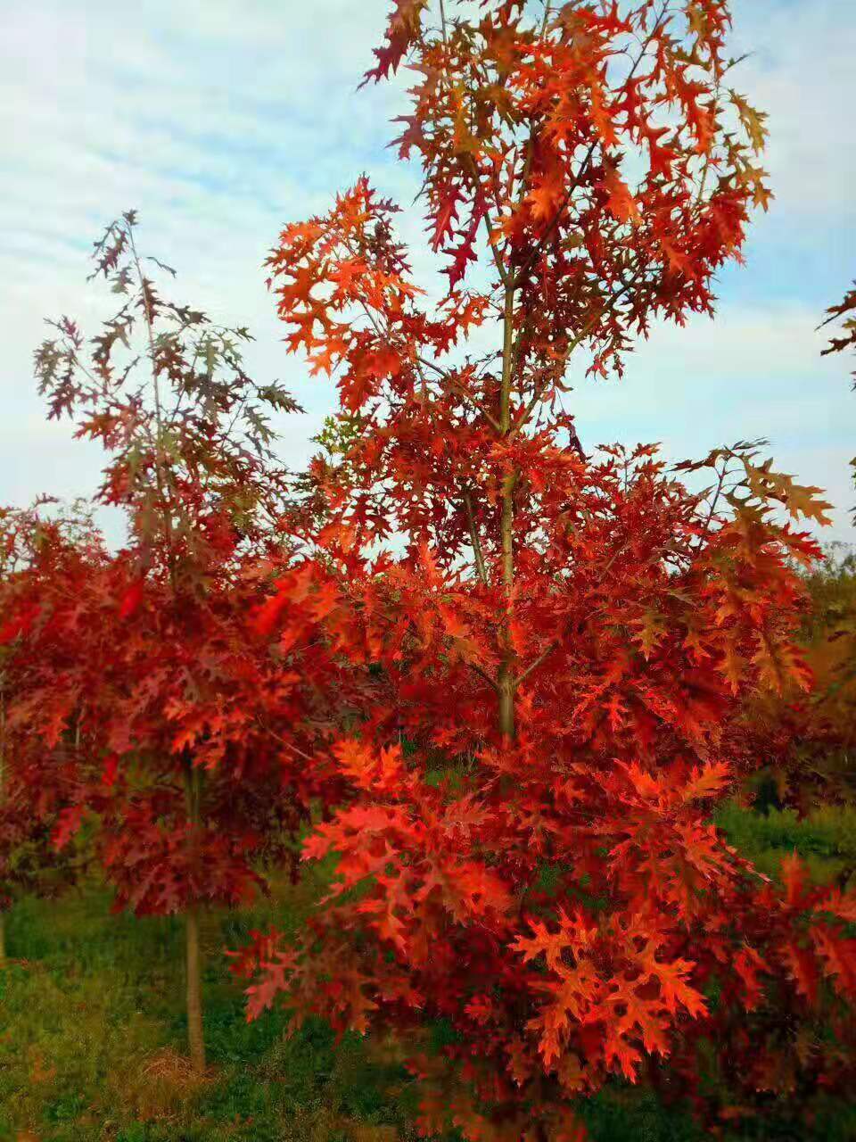 邛崍市景觀猩紅櫟批發(fā)基地  猩紅櫟品種價格