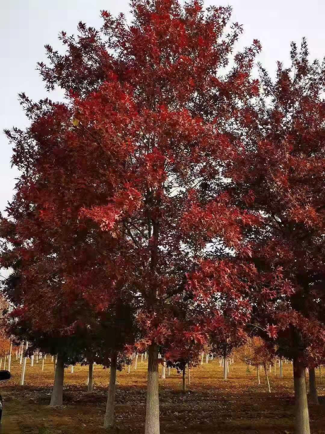 邛崍市景觀猩紅櫟批發(fā)基地  猩紅櫟品種價格