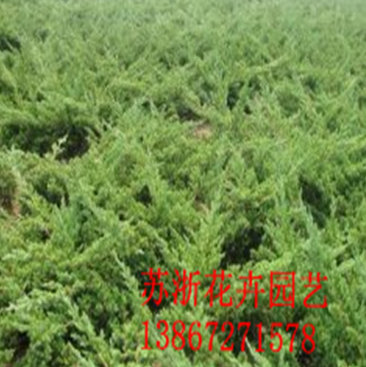 綠化工程苗火熱招商_廠家直銷_廠家定制_哪家便宜