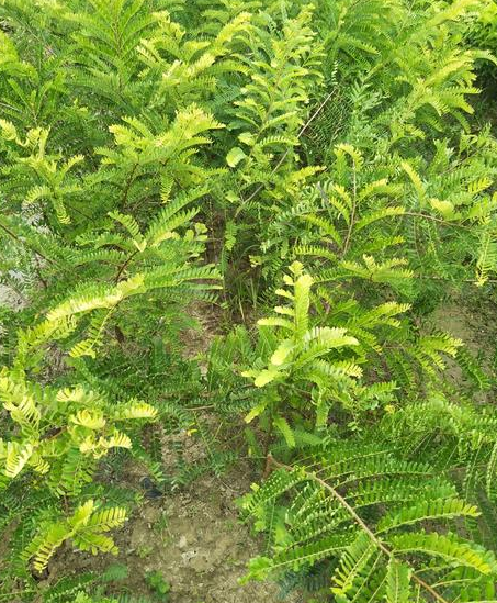 余甘果苗報價 余甘果苗供應(yīng)商 廣西余甘果苗