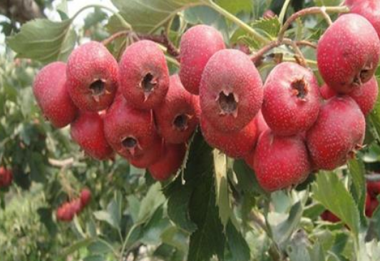 大果山楂苗報(bào)價(jià) 廣西大果山楂苗直銷(xiāo) 廣西大果山楂苗