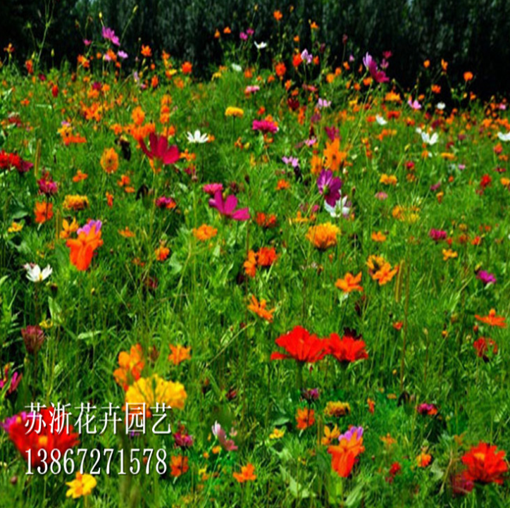 花卉種子火熱招商_廠家直銷_廠家定制_哪家便宜 向日葵種子