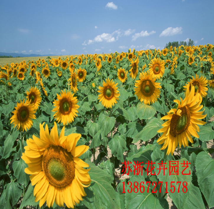 向日葵種子火熱招商_廠家直銷_廠家定制_哪家便宜