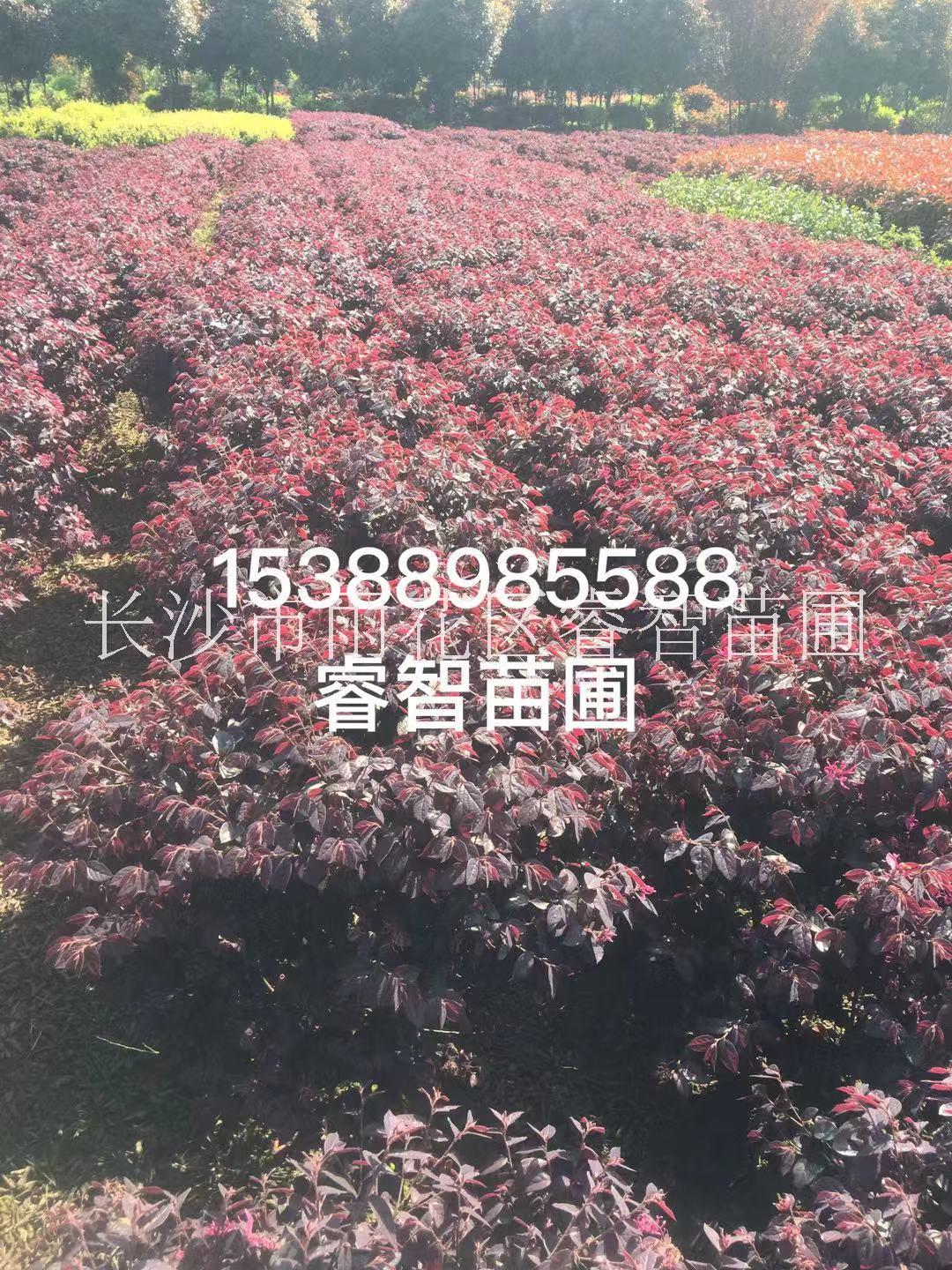 湖南紅繼木圖片-紅花繼木報價【長沙市雨花區(qū)睿智苗圃】