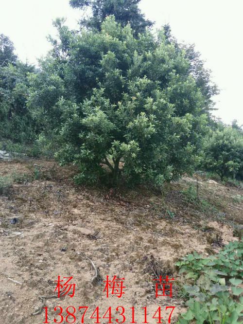 四川楊梅苗優(yōu)質(zhì)供應(yīng)商【靖州縣建國楊梅苗種植基地】