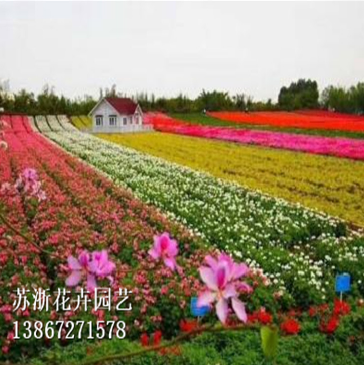 花卉種子火熱招商_廠家直銷_廠家定制_哪家便宜 向日葵種子