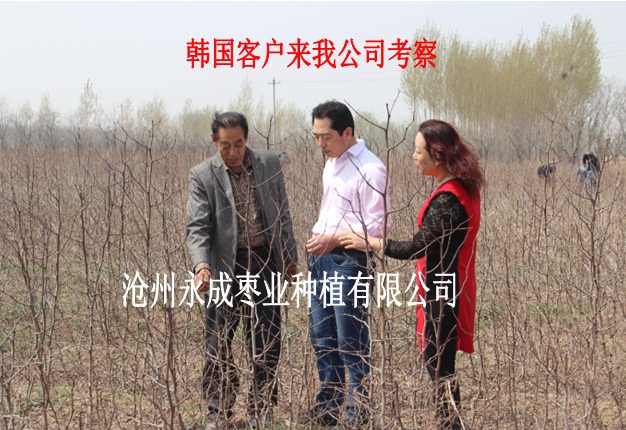 出口棗苗的檢疫及參數(shù)要求？