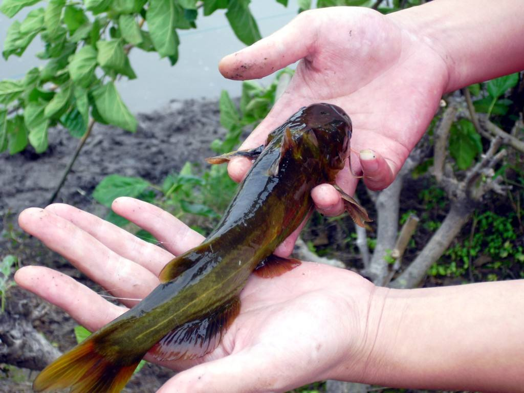黃顙魚(yú)養(yǎng)殖怎么養(yǎng)一畝黃顙魚(yú)的利潤(rùn)